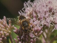 Eristalis pertinax 25, Kegelbijvlieg, Saxifraga-Jan van der Straaten
