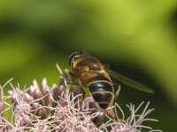 Eristalis pertinax 26, Kegelbijvlieg, Saxifraga-Jan van der Straaten
