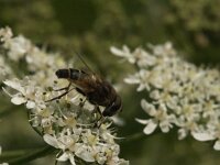 Eristalis pertinax 32, Kegelbijvlieg, Saxifraga-Jan van der Straaten
