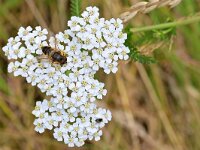 Eristalis pertinax 34, Kegelbijvlieg, Saxifraga-Tom Heijnen