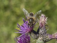 Eristalis tenax 35, Blinde bij, Saxifraga-Willem van Kruijsbergen