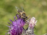 Eristalis tenax 36, Blinde bij, Saxifraga-Willem van Kruijsbergen