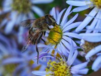 Eristalis tenax 41, Blinde bij, Saxifraga-Hans Dekker