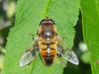 Eristalis tenax 44, Blinde bij, Saxifraga-Ben Delbaere