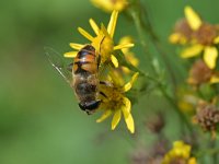 Eristalis tenax 45, Blinde bij, Saxifraga-Tom Heijnen