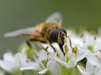 Eristalis tenax 48, Blinde bij, Saxifraga-Tom Heijnen