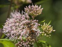 Eristalis tenax 55, Blinde bij, Saxifraga-Jan van der Straaten
