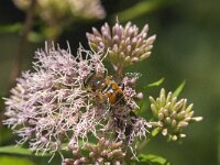 Eristalis tenax 56, Blinde bij, Saxifraga-Jan van der Straaten