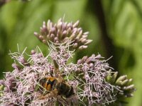 Eristalis tenax 59, Blinde bij, Saxifraga-Jan van der Straaten