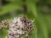 Eristalis tenax 71, Blinde bij, Saxifraga-Jan van der Straaten