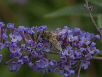 Eristalis tenax 72, Blinde bij, Saxifraga-Jan van der Straaten