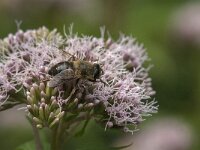 Eristalis tenax 73, Blinde bij, Saxifraga-Jan van der Straaten