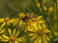 Eristalis tenax 75, Blinde bij, Saxifraga-Jan van der Straaten
