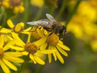 Eristalis tenax 78, Blinde bij, Saxifraga-Jan van der Straaten