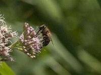 Eristalis tenax 83, Blinde bij, Saxifraga-Jan van der Straaten