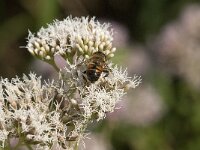 Eristalis tenax 84, Blinde bij, Saxifraga-Jan van der Straaten