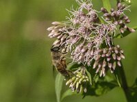 Eristalis tenax 9, Blinde bij, Saxifraga-Jan van der Straaten