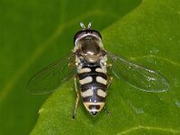 Eupeodes sp
