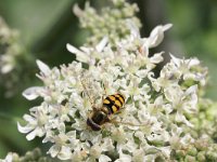 Eupeodes corollae 5, Terrasjeskommazweefvlieg, Saxifraga-Rutger Barendse