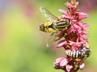 Helophilus hybridus 6, Moeraspendelvlieg, Saxifraga-Tom Heijnen