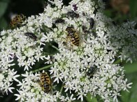 Helophilus pendulus 21, Gewone pendelvlieg, Saxifraga-Rutger Barendse
