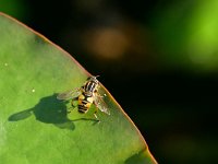 Helophilus pendulus 31, Gewone pendelvlieg, Saxifraga-Tom Heijnen