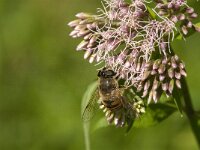 Helophilus pendulus 37, Gewone pendelvlieg, Saxifraga-Jan van der Straaten