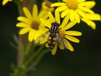 Helophilus pendulus 38, Gewone pendelvlieg, Saxifraga-Jan van der Straaten