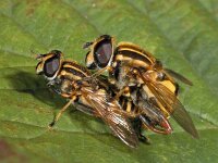 Helophilus pendulus : Helophilus pendulus, Gewone Pendelvlieg, copula