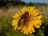 Helophilus trivittatus 21, Citroenpendelvlieg, Saxifraga-Peter Meininger