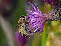 Helophilus trivittatus 23, Citroenpendelvlieg, Saxifraga-Hans Dekker