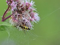 Helophilus trivittatus 29, Citroenpendelvlieg, Saxifraga-Tom Heijnen