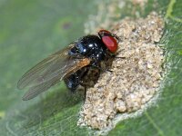 Lonchaeidae sp