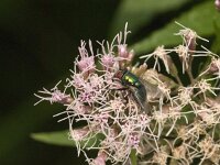 Lucilia sp 13, Vleesvlieg, Saxifraga-Jan van der Straaten
