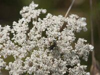 Lucilia sp 6, Vleesvlieg, Saxifraga-Jan van der Straaten