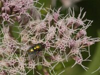 Lucilia sp 7, Vleesvlieg, Saxifraga-Jan van der Straaten