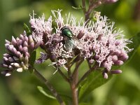 Lucilia sp 8, Vleesvlieg, Saxifraga-Jan van der Straaten