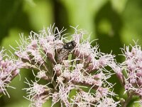 Musca autumnalis
