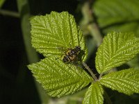 Myathropa florea 24, Doodskopzweefvlieg, Saxifraga-Jan van der Straaten