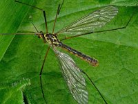 Nephrotoma appendiculata 5, male, Saxifraga-Ab H Baas