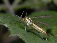 Nephrotoma appendiculata appendiculata 01 #02212 : Nephrotoma appendiculata appendiculata, female