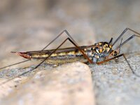Nephrotoma sp
