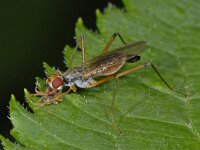 Neria sp