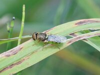 Odontomyia angulata