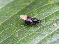 Pachygaster atra
