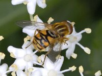 Parhelophilus sp