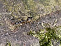 Ptychopteridae sp