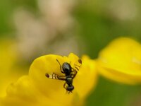Rivellia syngenesiae