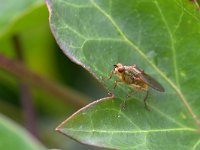 Scathophaga stercoraria 11, Strontvlieg, Saxifraga-Tom Heijnen