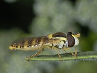 Sphaerophoria sp